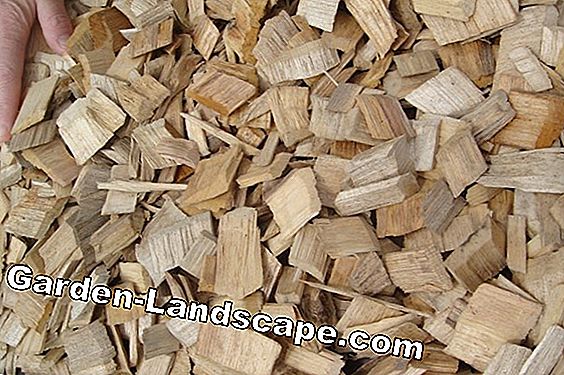 Bark mulch o astillas de madera, ¿qué hay mejor? Información sobre el tendido