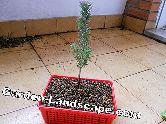 Plantar bonsai correctamente - así es como funciona
