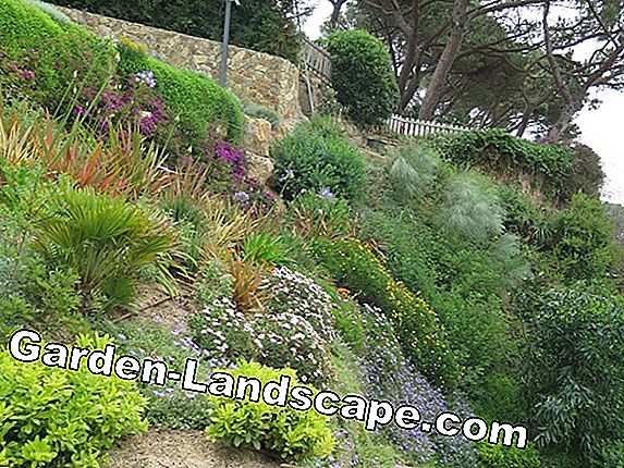 Design Natural Garden - Guía de jardinería ecológica