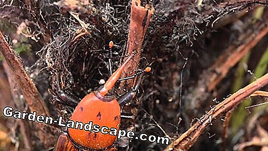 Palmeras - especies (Washington, Dwarf Date Palm)