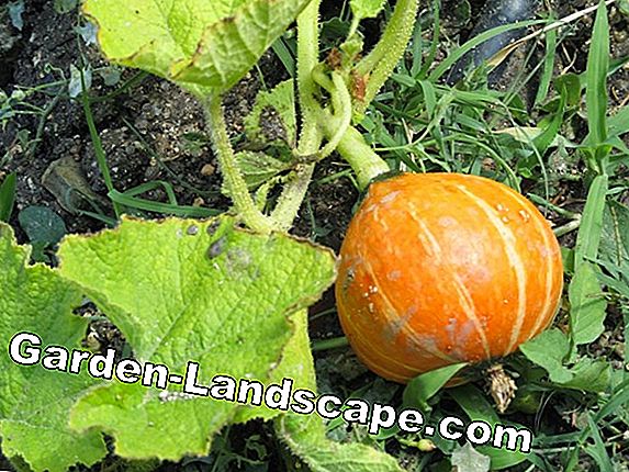 Calabaza - guía de cultivo y variedades de calabaza para el jardín