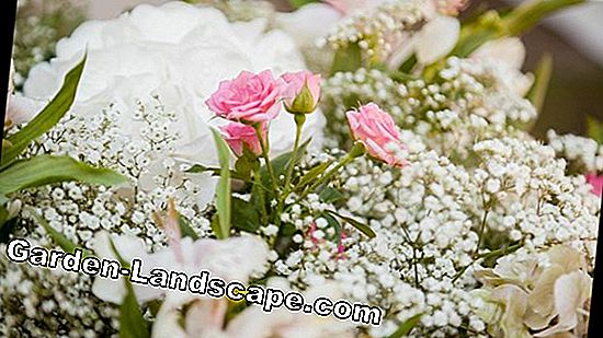 Flores cortadas: flores frescas más largas
