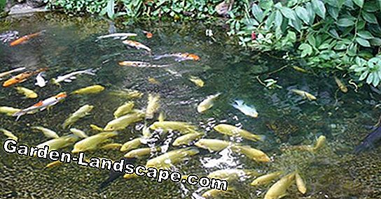 Goldfish en el estanque del jardín: así es como se evitan los problemas