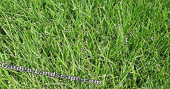 Shadow grass - Consejos para la siembra y cuidado
