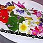 Flores de calabacín - excelentes recetas