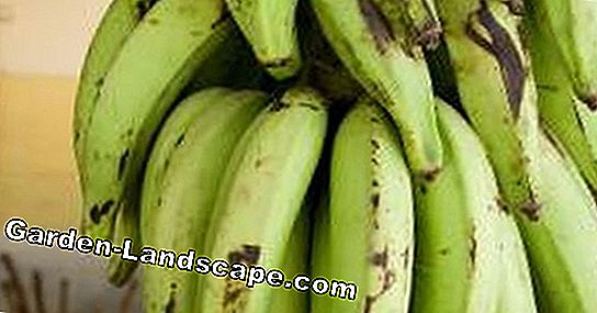 Banana Tree - Instrucciones de cuidado - Banana Tree