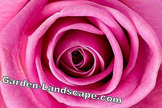 Cortar rosas de cama y rosas de tallo alto - instrucciones