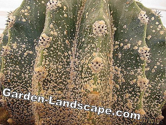 Cactus: enfermedades y plagas comunes