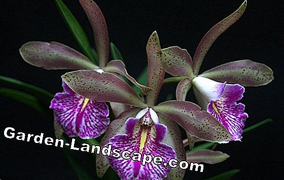 Orquídeas Epidendrum - Instrucciones de planta y cuidado