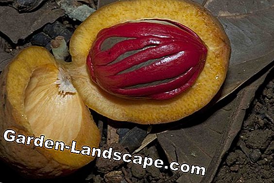 Palma de fruta dorada, Chrysalidocarpus lutescens - cuidado, hojas tóxicas, marrones o amarillas