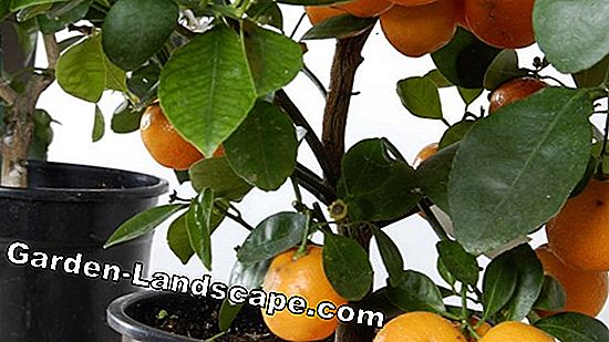 Kumquat Fortunella margarita - cultivo y cuidado