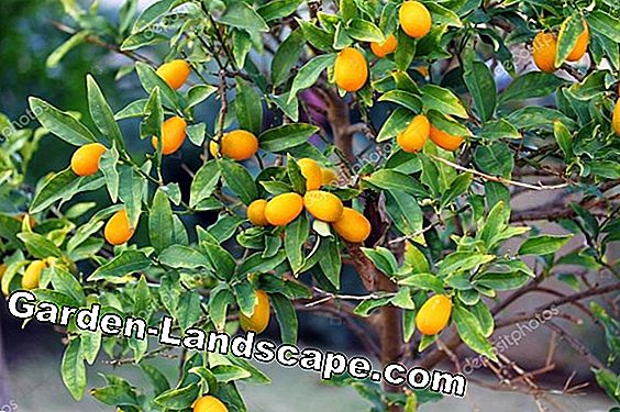 Árbol de kumquat - instrucciones de cuidado y ayuda con la pérdida de hojas