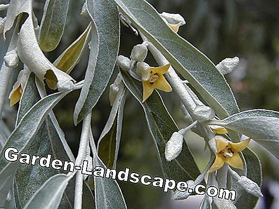 Pasto de aceite, Elaeagnus angustifolia - cuidado y corte