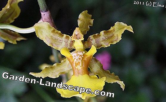 Oncidium Orchid - Especies y cuidado