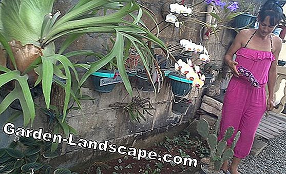 Mantenga las orquídeas en el vaso sin tierra - consejos para el cuidado