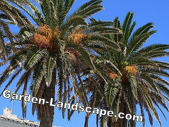 Phoenix Palm - Date Palm - Cuidado