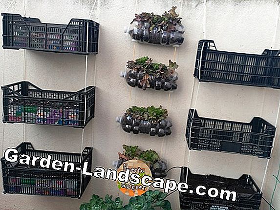 Plantas para la caja del balcón - ejemplos para plantar