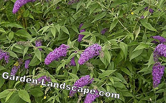 Plantas: Lila De Verano - Plantas, Cuidados Y Consejos - Mi Hermoso Jardín  | 2023