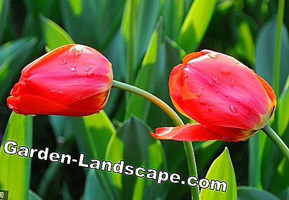 Tulipanes: estas variedades son particularmente duraderas