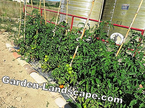 Cultivar ajo - siembra, cuidado y propagación