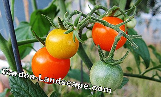 Plantas de tomate en el balcón - cultivo y cuidado