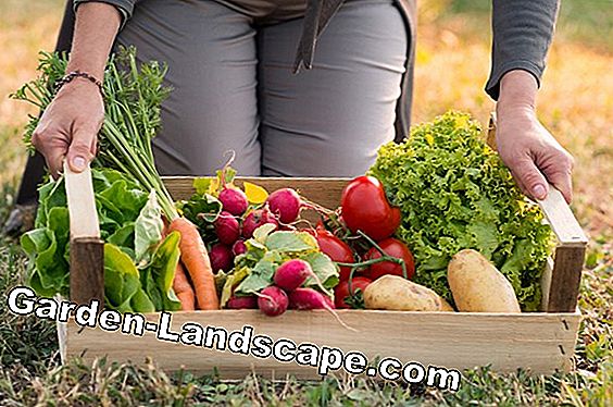 Cultivo de hortalizas en el jardín - ¿qué vegetales se plantan uno al lado del otro?