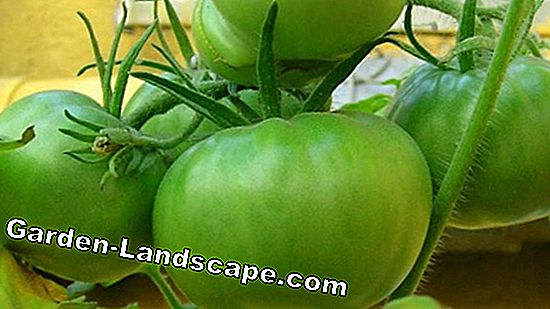 ¿Debería madurar tomates verdes verdes?