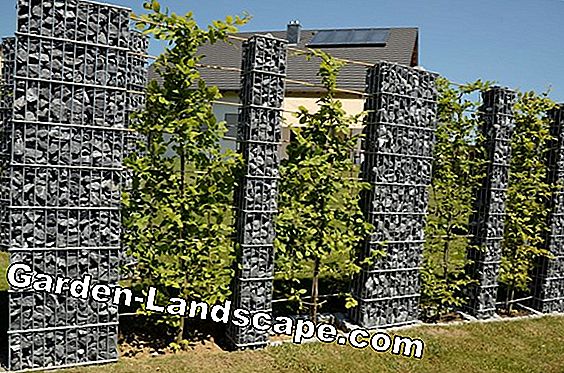 Hecke - diseño de jardín creativo con setos