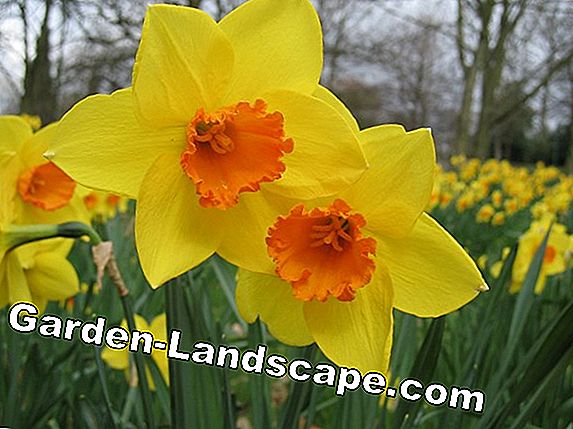Daffodil tidak berbunga - tips untuk perawatan