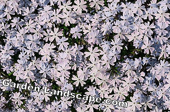 Flowerbed pada bulan Juli - 4 tips