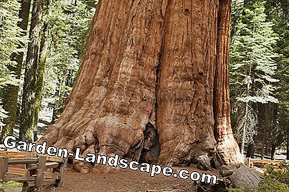Sequoia - budidaya dan perawatan