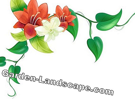 Dogwood bunga Cina - penanaman, perawatan dan pemotongan