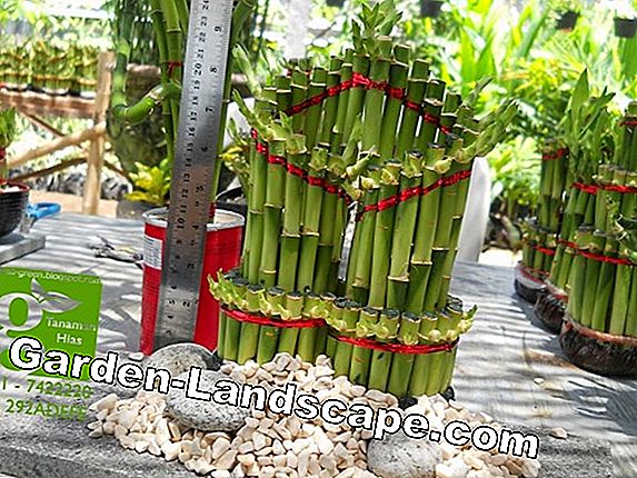 Lucky Bamboo, Lucky Bamboo - Tips Perawatan