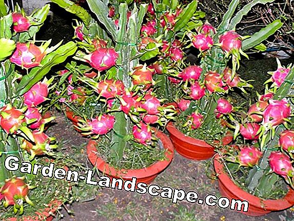 Overwintering tanaman / tanaman pot menahan musim dingin