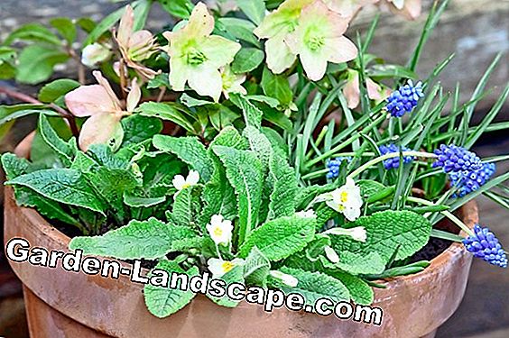 Hibernate hyacinth dengan benar