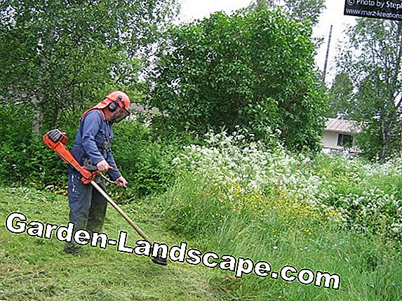 Memotong rumput pampas - Bagaimana hal itu dilakukan