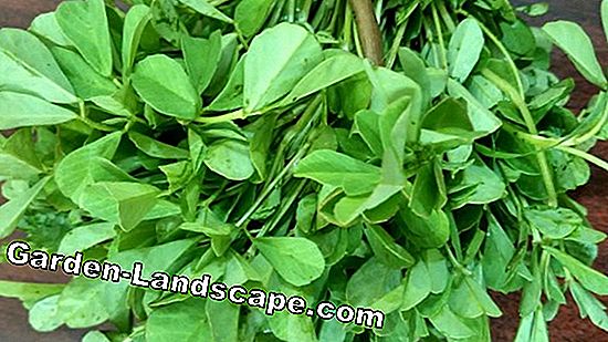 Brahmi tanaman, Bacopa monnieri, daun lemak kecil - Perawatan A-Z