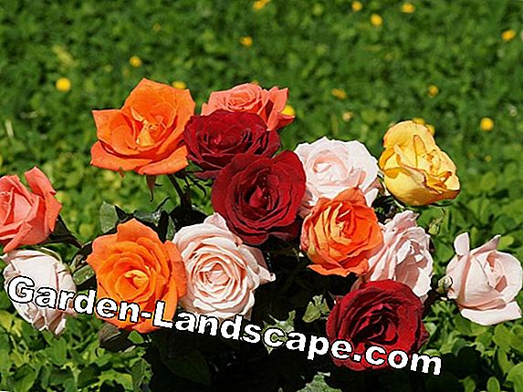 Memanjat mawar: Varietas terbaik untuk bunga mawar