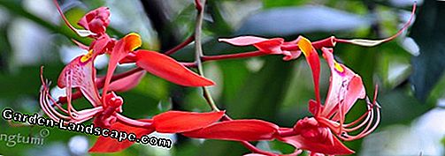 Anggrek Nobilis Dendrobium: Perawatan A-Z