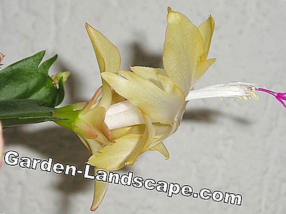 Epiphyllum cacti - Spesies / Varietas & Perawatan dari daun kaktus