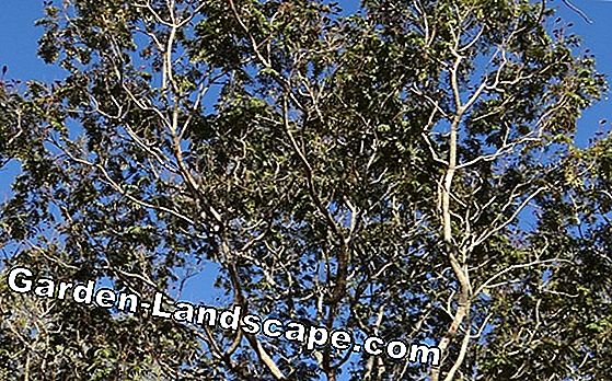 Birch ara - menanam, merawat dan memotong