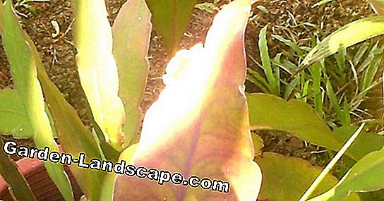 Daun kaktus, Epiphyllum - perawatan dan musim dingin