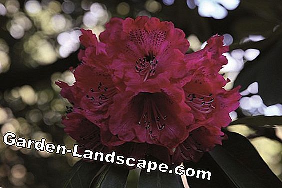 Rhododendron: Itu cocok