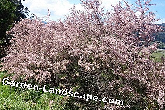 Tamarisk musim panas, Tamarix ramosissima Rubra - perawatan