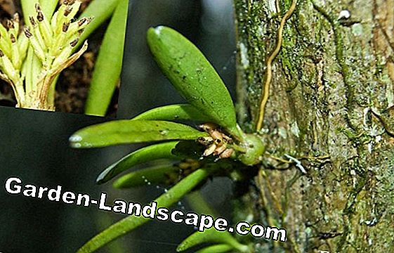Teman pohon, Philodendron erubescens - Panduan Keperawatan