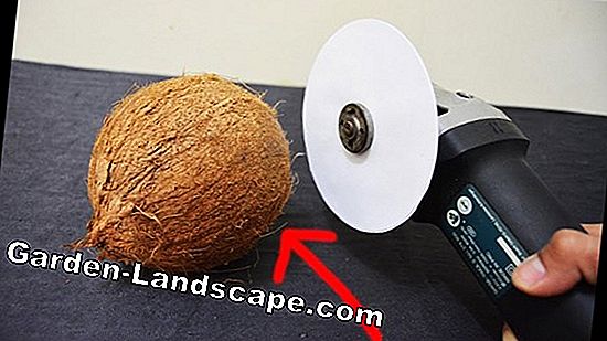 Apakah kelapa yucca beracun? Apa yang harus dilakukan jika kucing memakan palem?
