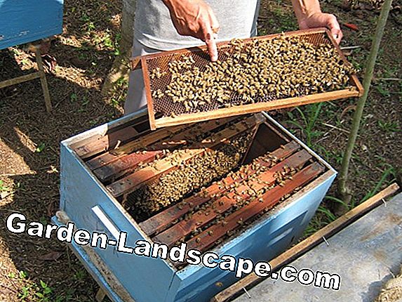 Peternakan lebah: Hati-hati