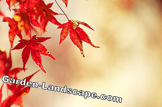 Maple darah - tanaman, memotong, penyakit