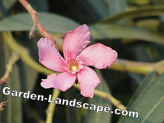Oleander: zorgfouten herkennen en behandelen