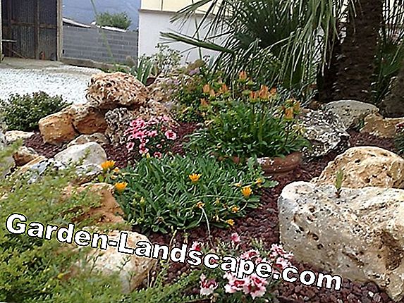 Fiori e piante perenni per il giardino roccioso